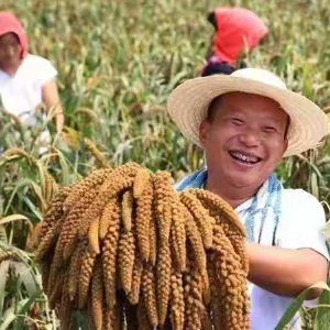 小米成長(zhǎng)